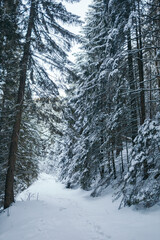 A man riding skis down a snow covered forest