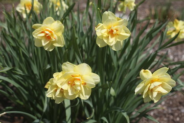 Fototapeta premium yellow daffodils in spring