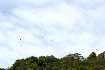 Birds