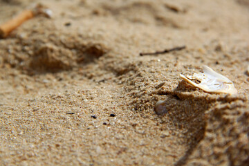 Shell