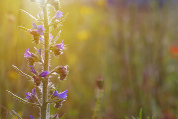 Wildflowers. Beautiful wildflowers on a lovely sunny day. flowers in sunset. summer season. 