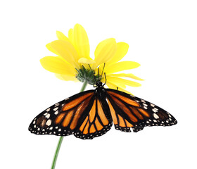 Flower with beautiful monarch butterfly isolated on white