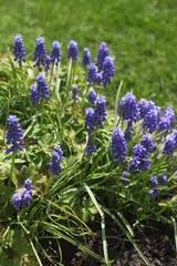 purple flowers in the garden