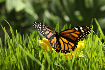 Beautiful monarch butterfly on flower in garden