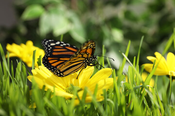 Beautiful monarch butterfly on flower in garden