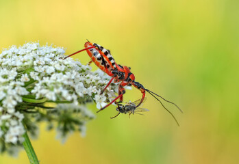 Beautiful fly insect sitting on flower in a summer garden