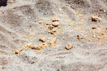 Fossils on the ground floor