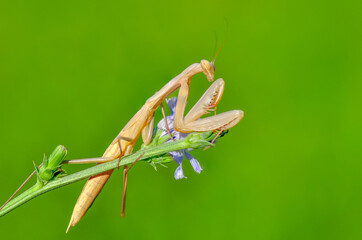 Close up of pair of Beautiful European mantis ( Mantis religiosa )