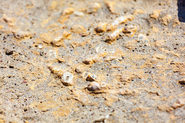 Fossils on the ground floor
