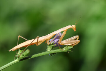 Close up of pair of Beautiful European mantis ( Mantis religiosa )
