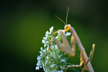 Close up of pair of Beautiful European mantis ( Mantis religiosa )