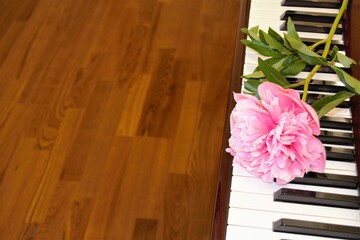Composition of pink peony lying on the piano keyboard (right) and dark wood background (parquet, left) for signature