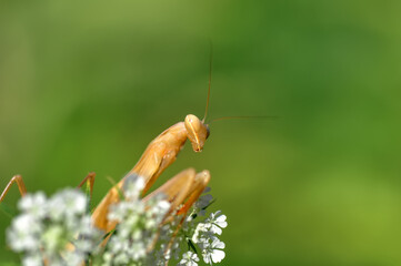 Close up of pair of Beautiful European mantis ( Mantis religiosa )