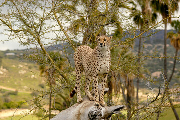 A cheetah stands on a fallen tree to get a vantage point and see the landscape for prey.  © Guntherize