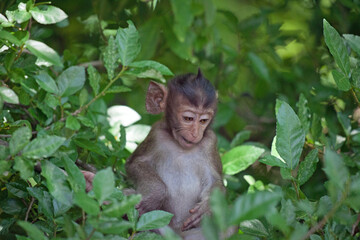 可愛いサル