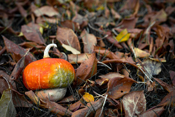 Decorative pumpkin on withered leaves. Autumn background.