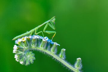 Close up of pair of Beautiful European mantis ( Mantis religiosa )