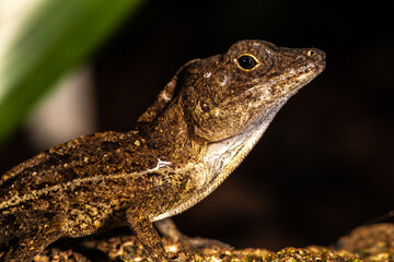 Anolis Lizard, Botanical Garden Berlin, Germany