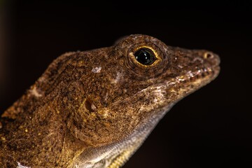 Anolis Lizard, Botanical Garden Berlin, Germany
