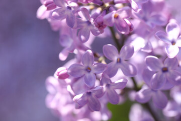 Fototapeta na wymiar Closeup view of beautiful blooming lilac shrub outdoors
