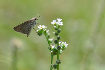 Macro Photography of Yellow Moth on Twig of Plant.