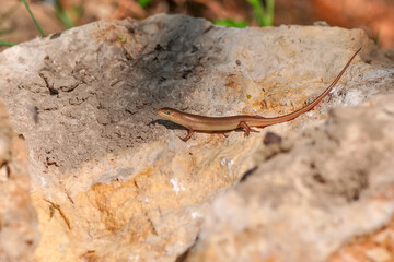 Closeup  Beautiful lizard in the garden