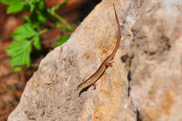 Closeup  Beautiful lizard in the garden