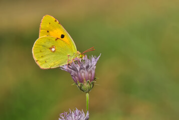 Closeup beautiful butterfly sitting on the flower.