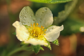 Closeup view of strawberry blossom with water drops on blurred background