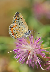 Fototapeta na wymiar Closeup beautiful butterfly sitting on the flower.