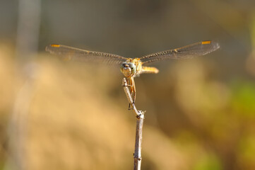 Macro shots, showing of eyes dragonfly and wings detail. Beautiful dragonfly in the nature habitat.