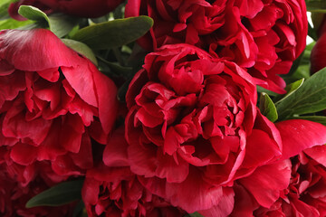 Beautiful red peonies as background, closeup view