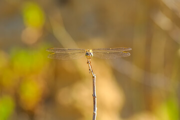 Macro shots, showing of eyes dragonfly and wings detail. Beautiful dragonfly in the nature habitat.