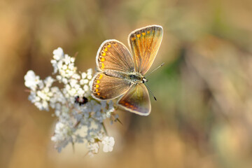 Closeup beautiful butterfly sitting on the flower.