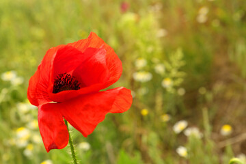 Beautiful red poppy flower in green field, closeup