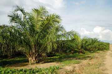 Obraz na płótnie Canvas palm tree in the plantation