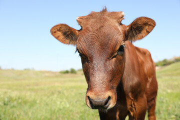 Fototapeta na wymiar Cute brown calf outdoors on sunny day. Animal husbandry