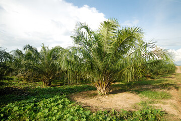Fototapeta na wymiar palm tree in the plantation area