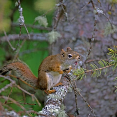 Naklejka na ściany i meble Baby Red squirrel on a tree, calling