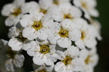White and gold flowers