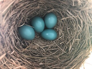 Robins Egg