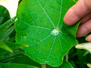 hand holding a large green plant leaf with a water droplet