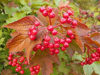 fall foliage and berry
