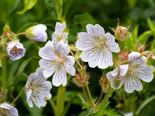 Closeup of beautiful white Geranium ibericum flowers, variety White Zigana, in a garden