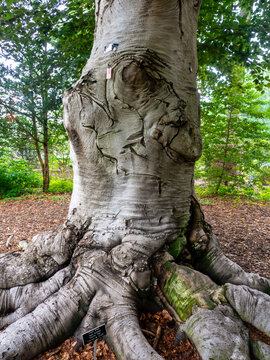 foot of an elephant tree - copper beech