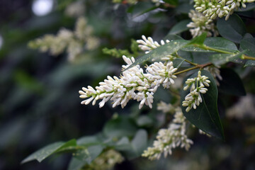 Real images, flowers, leaves.