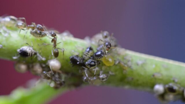Ants milking aphids macro video closeup