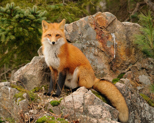 Red fox animal in the forest sitting on big rock with background trees, in its environment and surrounding. Fox Red Fox Stock Photos.