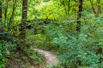 Wooden foot bridge hidden by foliage of trees and bushes