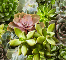 Obraz premium Different beautiful succulents as background, top view